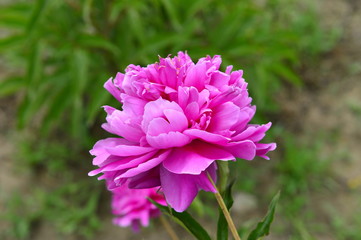 The peony in the park