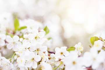 Blossoming branch of cherry tree. Spring background with white blooming branch.
