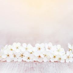 Border made of blossoming cherry flowers. Background in pastel colors.