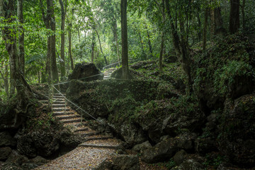 Escaleras iluminadas en un bosque oscuro