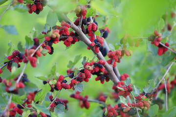 Obraz premium The ripe mulberry is on the fruit tree