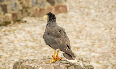 Juvenile Mountain Caracara, Phalcoboenus megalopterus at the Condor Park in Otavalo