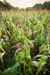 A corn plantation in El Salvador, early in the morning with small corn plants.