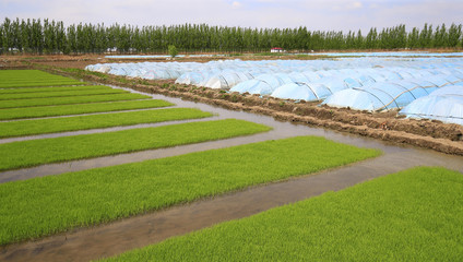 Cultivated rice in the fields