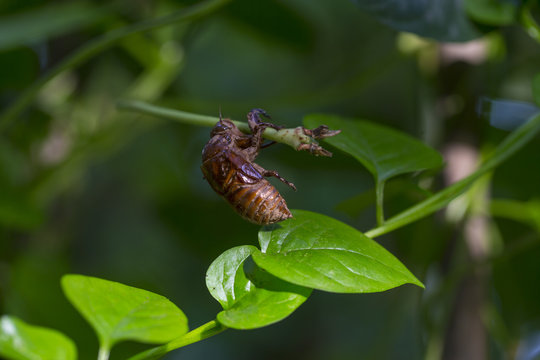 empty cicada slough on the vine