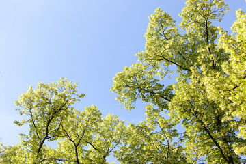 lush green treetops and blue sky