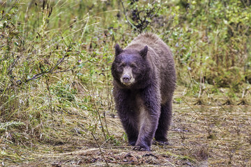 Fototapeta premium Grizzly checks out 30 photographers but leaves with cubs