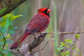 Juvenile Cardinal poses on branch