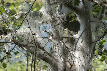Zerfallende Netze und Kokons von Gespinstmotten nach deren Schlüpfung