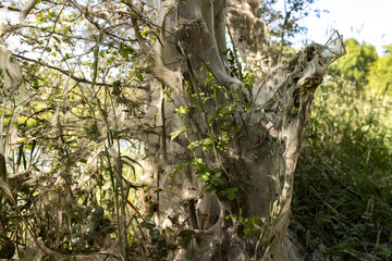 Zerfallende Netze und Kokons von Gespinstmotten nach deren Schlüpfung