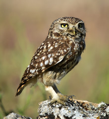 owl
