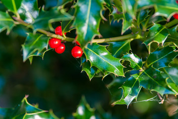 Stechpalme mit Beeren