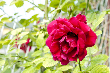 Obraz premium Red rosses in nature