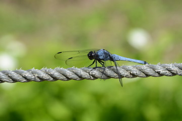 Male dragonfly / Blue-tailed forest hawk