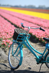 Fototapeta na wymiar A blue bicycle with a wicker basket against the backdrop of blooming multicolored tulips.
