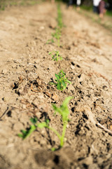 Young tomato plants in the field