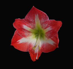 Isolated Red and White Amaryllis flower against a dramatic black background.