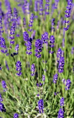 Gardening, cultivation,environment and care of aromatic plants concept: purple,fragrant and blooming buds of lavender flowers on a sunny day.