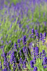 Gardening, cultivation,environment and care of aromatic plants concept: purple,fragrant and blooming buds of lavender flowers on a sunny day.