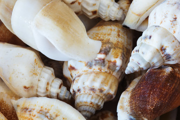 Sea shells collection