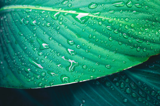 Palm leafs covered with rain droplets/dew