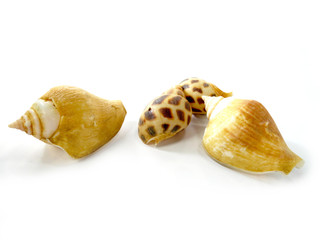 Photo of sea shells.