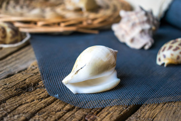 Photo of sea shells.