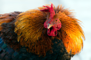 Rooster