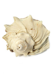 Photo of sea shells.