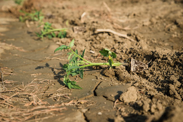 Planting young tomato plants in the field
