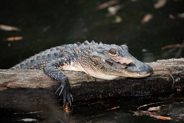 Gator