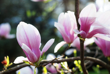 Obraz na płótnie Canvas Beautiful magnolias in a park