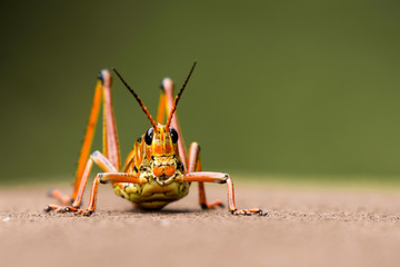 lubberjack