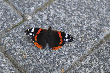 Fototapeta na wymiar Black white and orange colored butterfly on stone ground at street