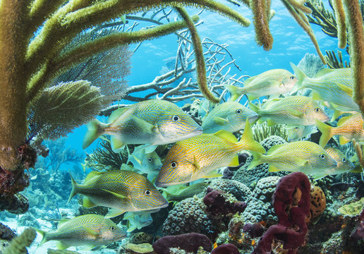 Reef School
