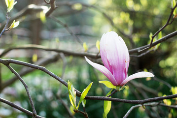 Fototapeta premium Beautiful magnolias in a park