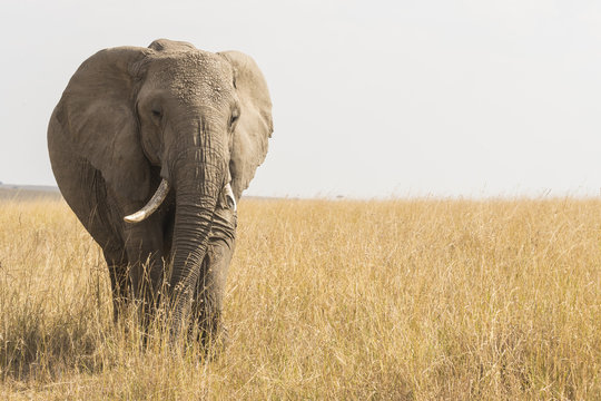 Elephant in a prairie in Maasai Mara
