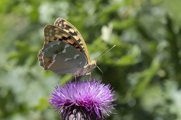 Nymphalidae / Bahadır / / Argynnis pandora