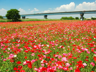 河川敷のポピー畑風景