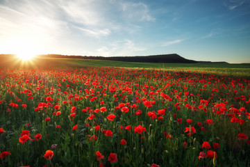 Fototapeta na wymiar Field with red poppies, colorful flowers against the sunset sky