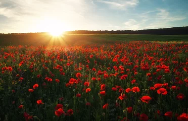Fotobehang Veld met rode klaprozen, kleurrijke bloemen tegen de avondrood © es0lex