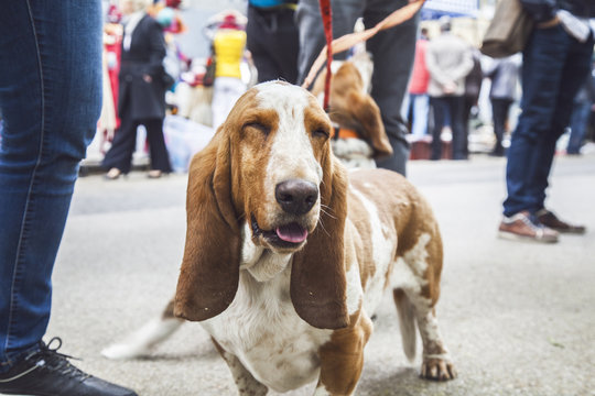 Beautiful Portrait of Basset