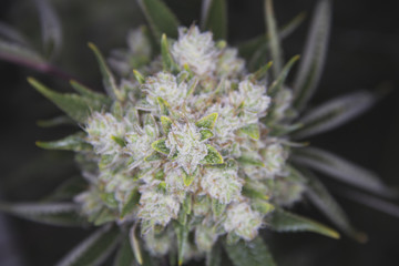 Beautiful top shot of marijuana cannabis flower