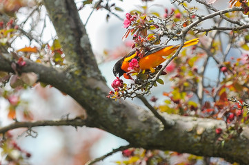 Male Baltimore Oriole Perched On Branch of apple tree on summer time