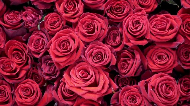 Beautiful bouquet of bright pink flowers roses as background. HD video