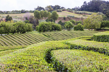 Tea plantations on Sao Miguel island, Azores, Portugal