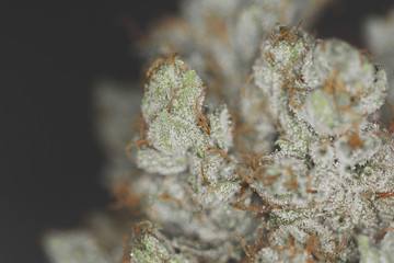 Marco close up shot of marijuana flower buds