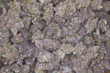Top shot a bag filled with cured marijuana cannabis buds