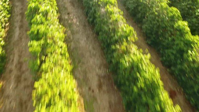 Aerial top view photo from flying drone of green fields in countryside or farm. Land with coffee plants