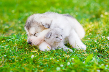Sleeping alaskan malamute puppy hugging cute kitten on summer green grass